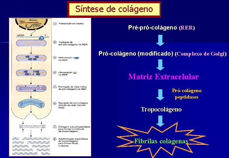 Síntese de colágeno Pré-pró-colágeno (RER) Pró-colágeno (modificado) (Complexo de Golgi) Matriz Extracelular Pró-colágeno peptidases