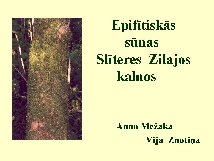 Epifītiskās sūnas Slīteres Zilajos kalnos Anna Mežaka Vija Znotiņa 