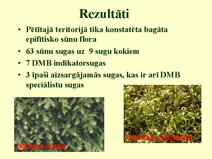 Rezultāti • Pētītajā teritorijā tika konstatēta bagāta epifītisko sūnu flora • 63 sūnu sugas