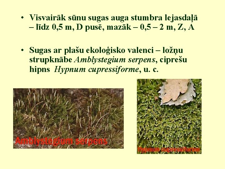  • Visvairāk sūnu sugas auga stumbra lejasdaļā – līdz 0, 5 m, D