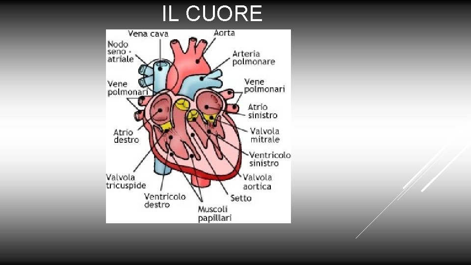 IL CUORE 