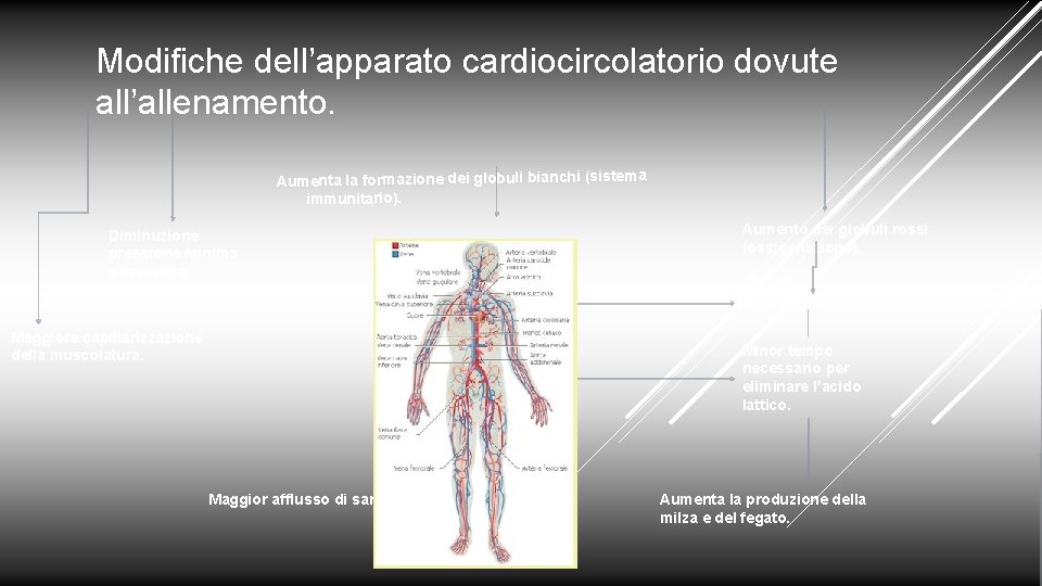 Modifiche dell’apparato cardiocircolatorio dovute all’allenamento. Aumenta la formazione dei globuli bianchi (sistema immunitario). Diminuzione