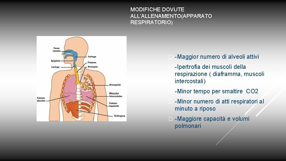 MODIFICHE DOVUTE ALL’ALLENAMENTO(APPARATO RESPIRATORIO) � -Maggior numero di alveoli attivi � -Ipertrofia dei muscoli