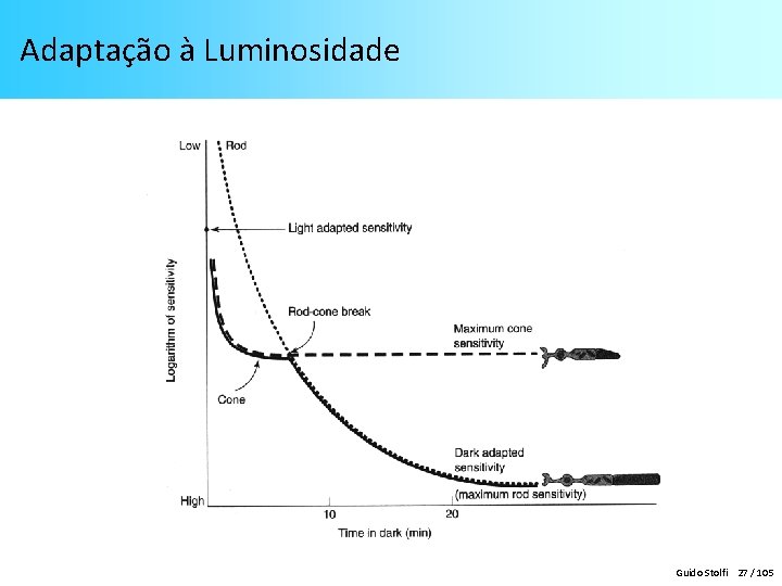 Adaptação à Luminosidade Guido Stolfi 27 / 105 Adaptação à Luminosidade Guido Stolfi 27 / 105