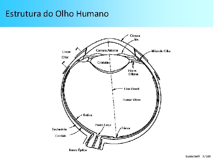 Estrutura do Olho Humano Guido Stolfi 3 / 105 