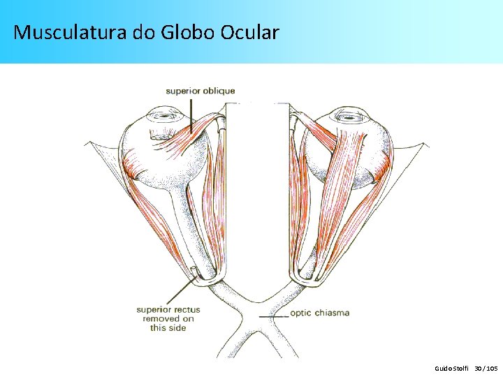 Musculatura do Globo Ocular Guido Stolfi 30 / 105 