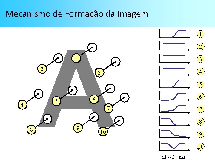 Mecanismo de Formação da Imagem A 1 2 3 6 5 4 7 8 Mecanismo de Formação da Imagem A 1 2 3 6 5 4 7 8
