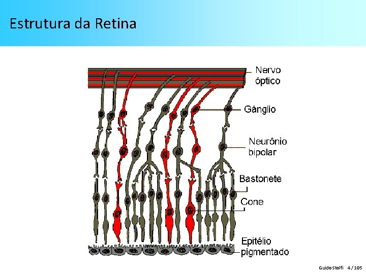 Estrutura da Retina Guido Stolfi 4 / 105 