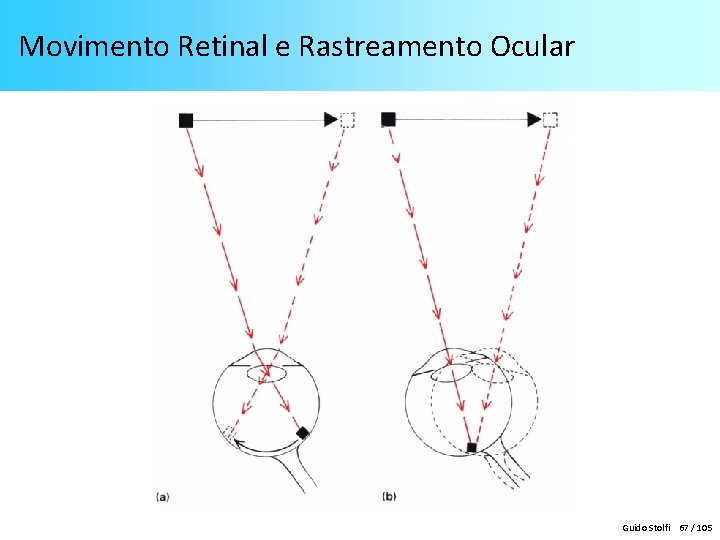 Movimento Retinal e Rastreamento Ocular Guido Stolfi 67 / 105 