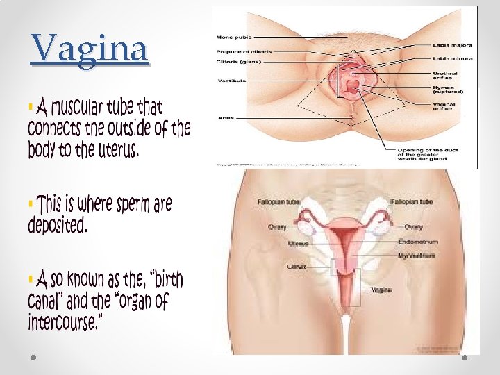 Vagina 