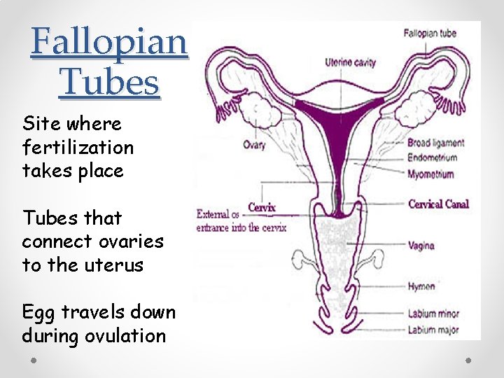 Fallopian Tubes Site where fertilization takes place Tubes that connect ovaries to the uterus