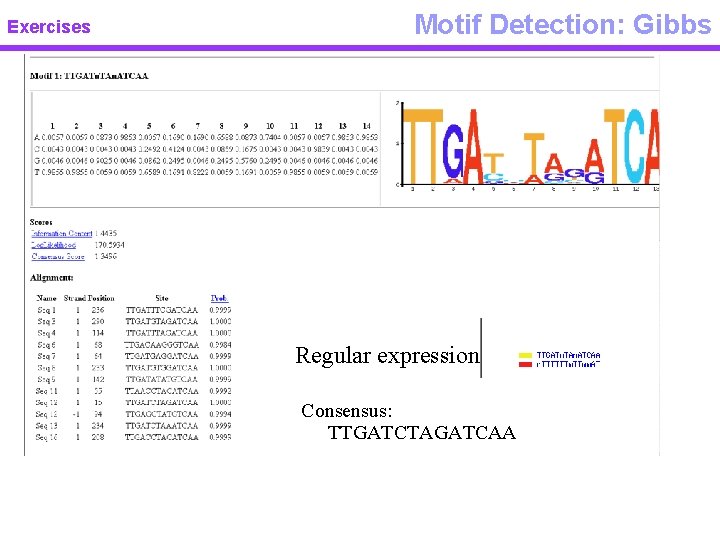 Exercises Motif Detection: Gibbs Regular expression Consensus: TTGATCTAGATCAA 