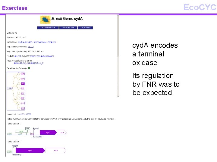 Eco. CYC Exercises cyd. A encodes a terminal oxidase Its regulation by FNR was