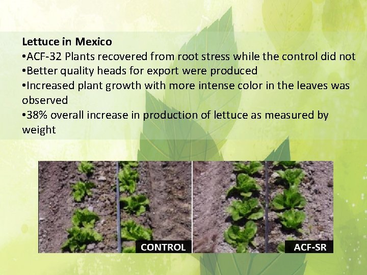 Lettuce in Mexico • ACF-32 Plants recovered from root stress while the control did