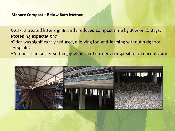 Manure Compost – Below Barn Method • ACF-32 treated litter significantly reduced compost time