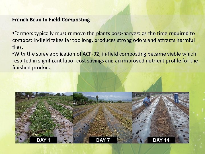 French Bean In-Field Composting • Farmers typically must remove the plants post-harvest as the