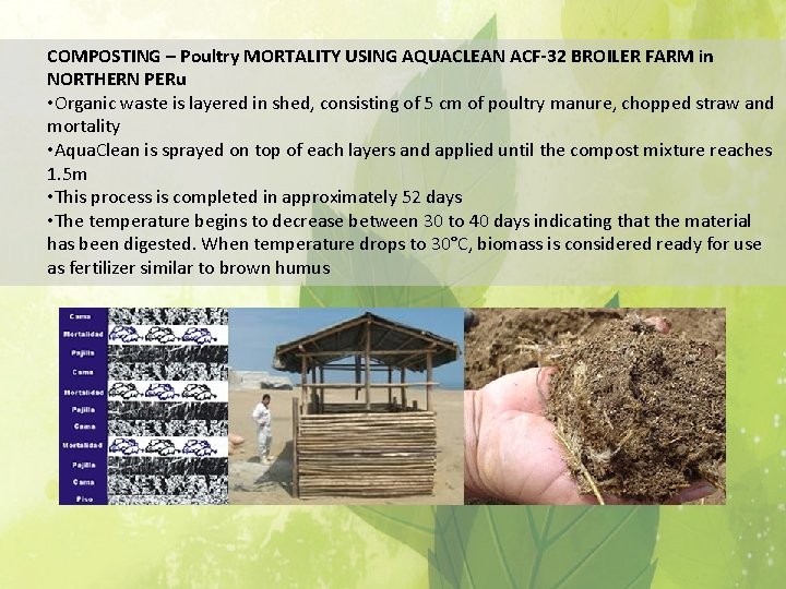 COMPOSTING – Poultry MORTALITY USING AQUACLEAN ACF-32 BROILER FARM in NORTHERN PERu • Organic