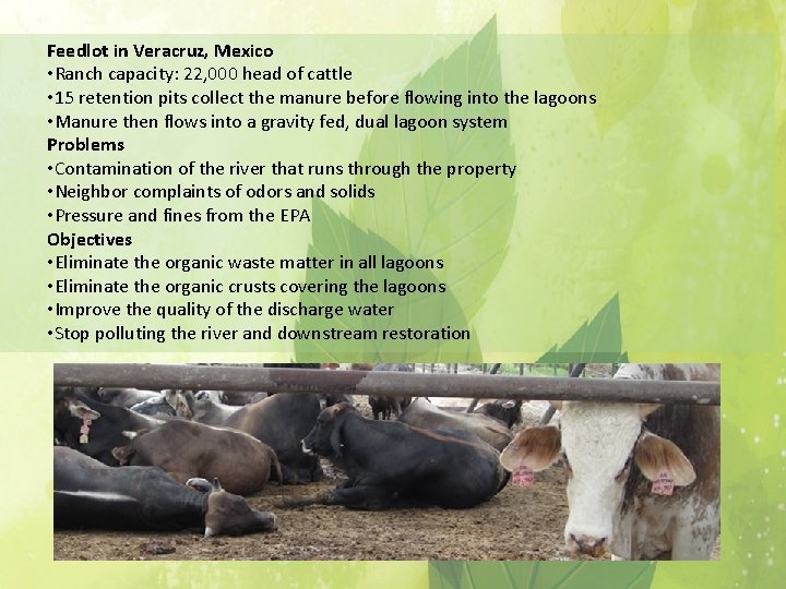 Feedlot in Veracruz, Mexico • Ranch capacity: 22, 000 head of cattle • 15