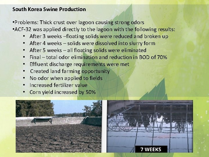 South Korea Swine Production • Problems: Thick crust over lagoon causing strong odors •