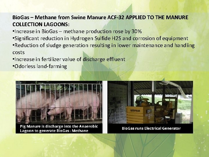 Bio. Gas – Methane from Swine Manure ACF-32 APPLIED TO THE MANURE COLLECTION LAGOONS: