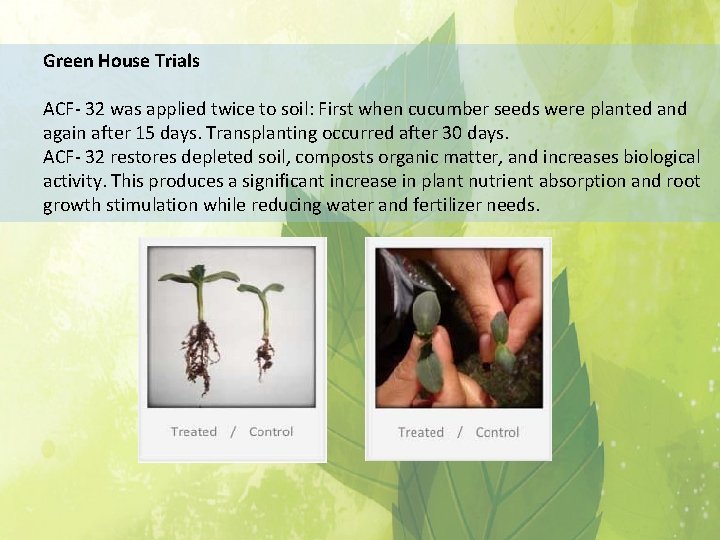 Green House Trials ACF- 32 was applied twice to soil: First when cucumber seeds