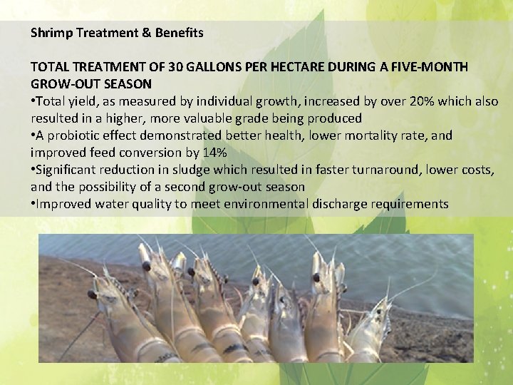 Shrimp Treatment & Benefits TOTAL TREATMENT OF 30 GALLONS PER HECTARE DURING A FIVE-MONTH