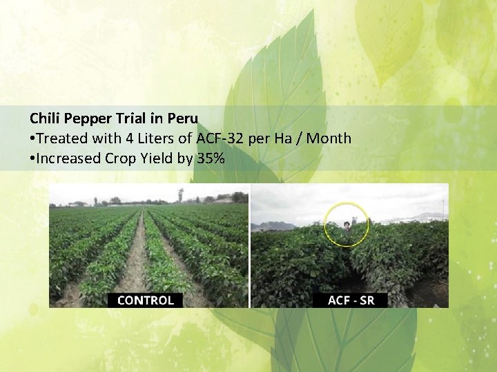 Chili Pepper Trial in Peru • Treated with 4 Liters of ACF-32 per Ha