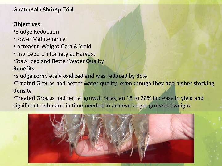 Guatemala Shrimp Trial Objectives • Sludge Reduction • Lower Maintenance • Increased Weight Gain