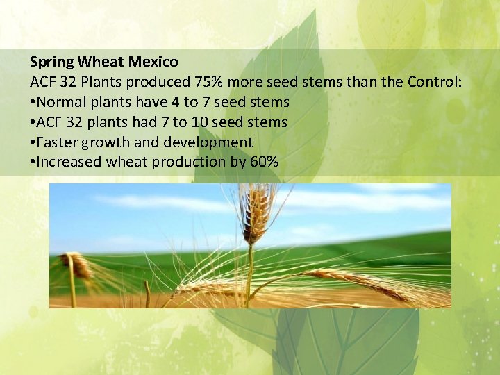 Spring Wheat Mexico ACF 32 Plants produced 75% more seed stems than the Control: