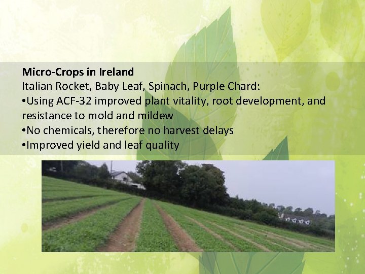 Micro-Crops in Ireland Italian Rocket, Baby Leaf, Spinach, Purple Chard: • Using ACF-32 improved