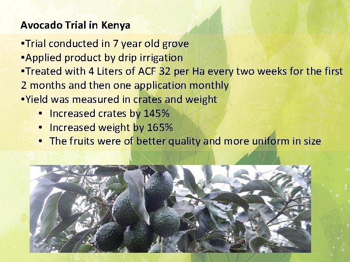 Avocado Trial in Kenya • Trial conducted in 7 year old grove • Applied