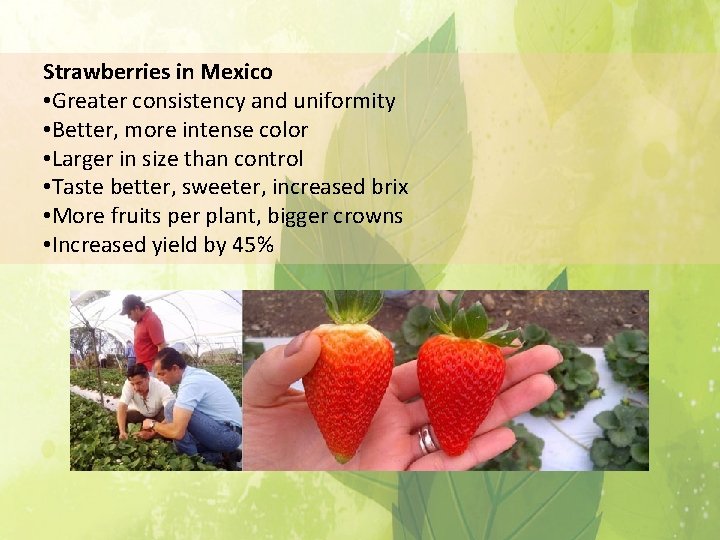 Strawberries in Mexico • Greater consistency and uniformity • Better, more intense color •