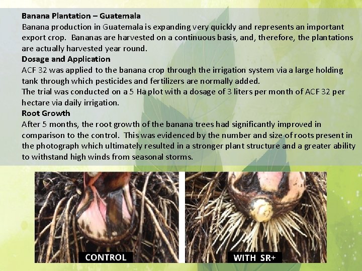 Banana Plantation – Guatemala Banana production in Guatemala is expanding very quickly and represents