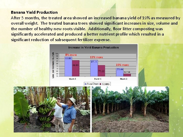Banana Yield Production After 5 months, the treated area showed an increased banana yield