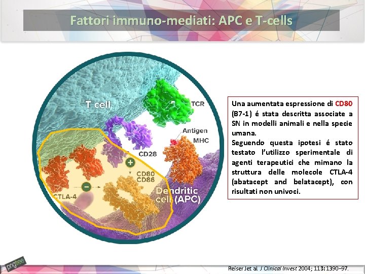 Fattori immuno-mediati: APC e T-cells Una aumentata espressione di CD 80 (B 7 -1)
