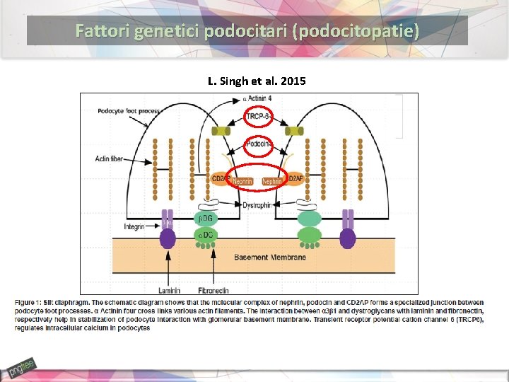 Fattori genetici podocitari (podocitopatie) L. Singh et al. 2015 