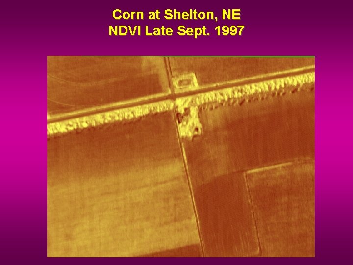 Corn at Shelton, NE NDVI Late Sept. 1997 