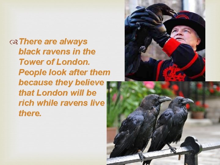  There always black ravens in the Tower of London. People look after them