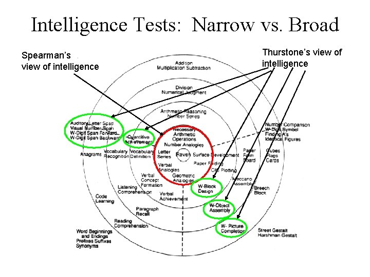 Intelligence Tests: Narrow vs. Broad Spearman’s view of intelligence Thurstone’s view of intelligence 