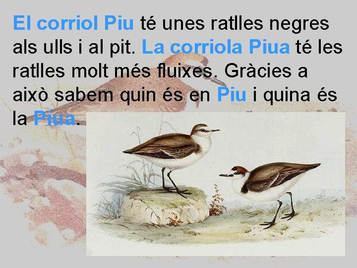 El corriol Piu té unes ratlles negres als ulls i al pit. La corriola