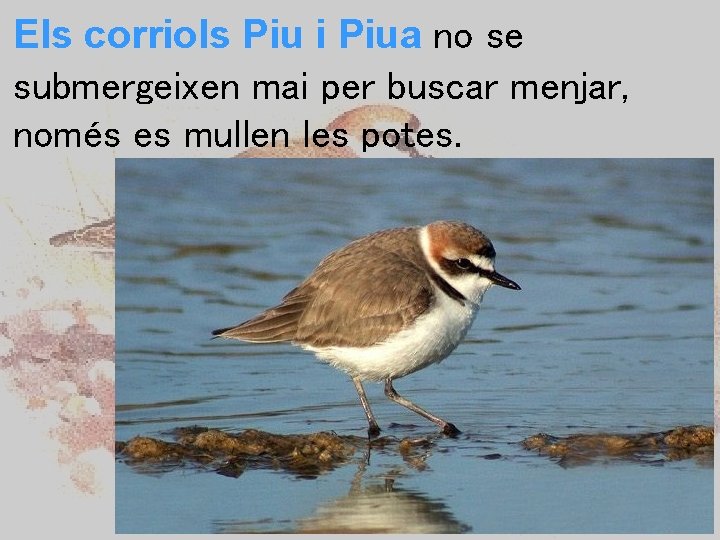 Els corriols Piu i Piua no se submergeixen mai per buscar menjar, només es