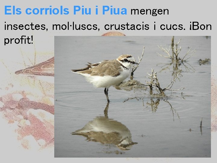 Els corriols Piu i Piua mengen insectes, mol·luscs, crustacis i cucs. ¡Bon profit! 