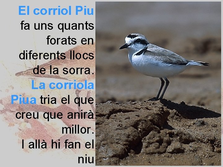 El corriol Piu fa uns quants forats en diferents llocs de la sorra. La