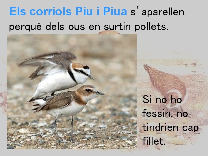 Els corriols Piu i Piua s’aparellen perquè dels ous en surtin pollets. Si no