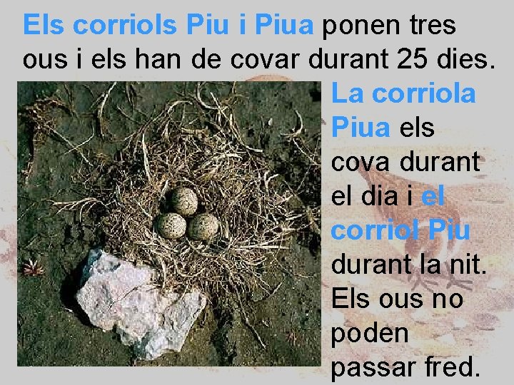 Els corriols Piu i Piua ponen tres ous i els han de covar durant