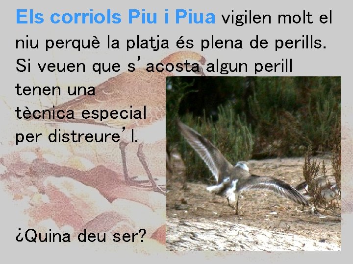 Els corriols Piu i Piua vigilen molt el niu perquè la platja és plena