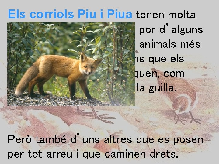 Els corriols Piu i Piua tenen molta por d’alguns animals més grans que els