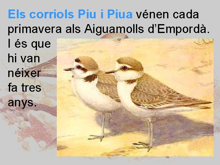 Els corriols Piu i Piua vénen cada primavera als Aiguamolls d’Empordà. I és que