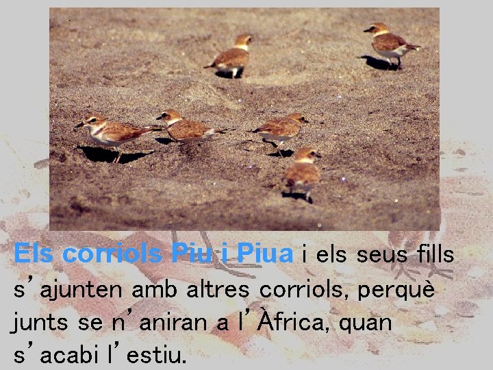 Els corriols Piu i Piua i els seus fills s’ajunten amb altres corriols, perquè