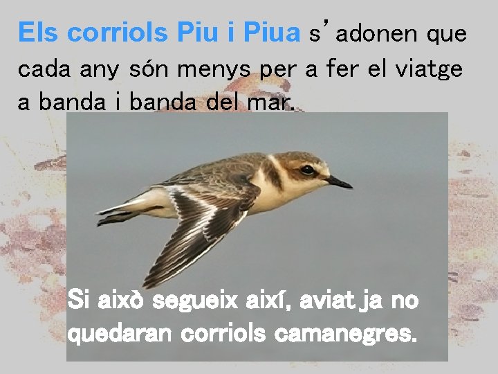 Els corriols Piu i Piua s’adonen que cada any són menys per a fer